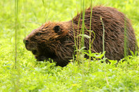 Beaver-9015