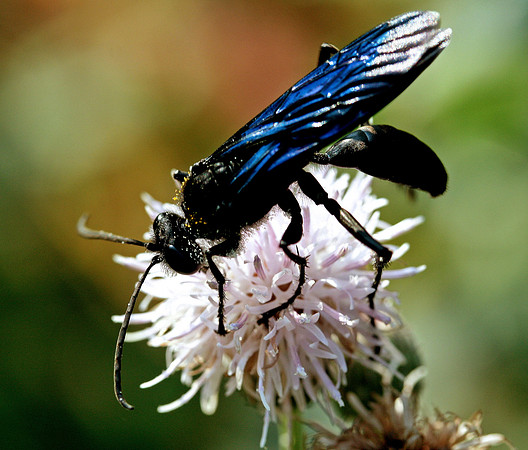 Wasp