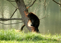 Beaver-8482