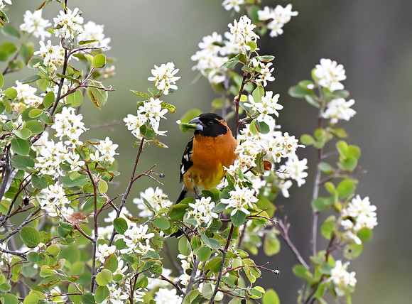 Black-headedGrosbeak00327