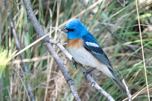LazuliBunting00301