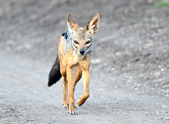 Jackal