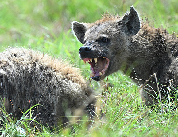 Hyena3