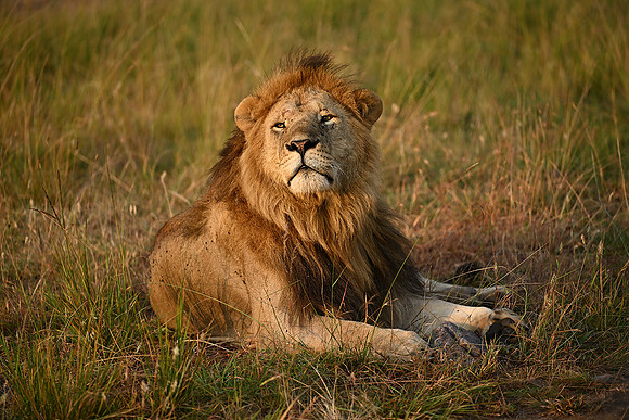 LionMale-sm