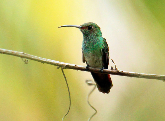 Costa Rica 102