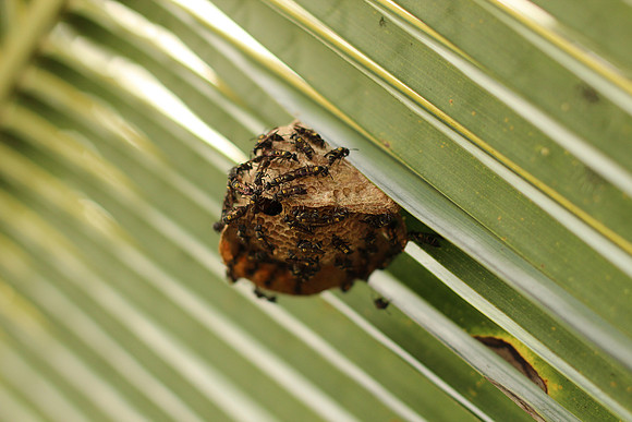 Costa Rica 049