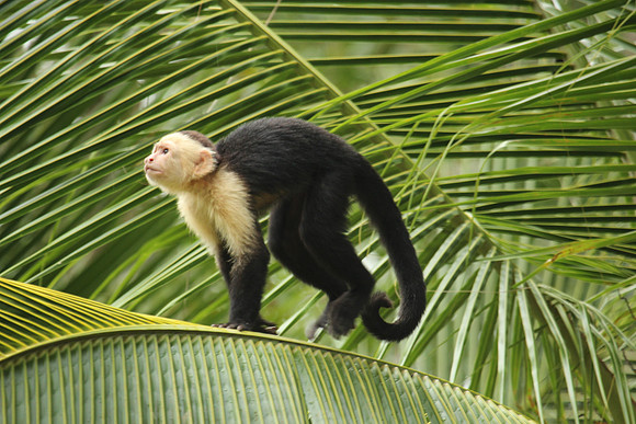 Costa Rica 270